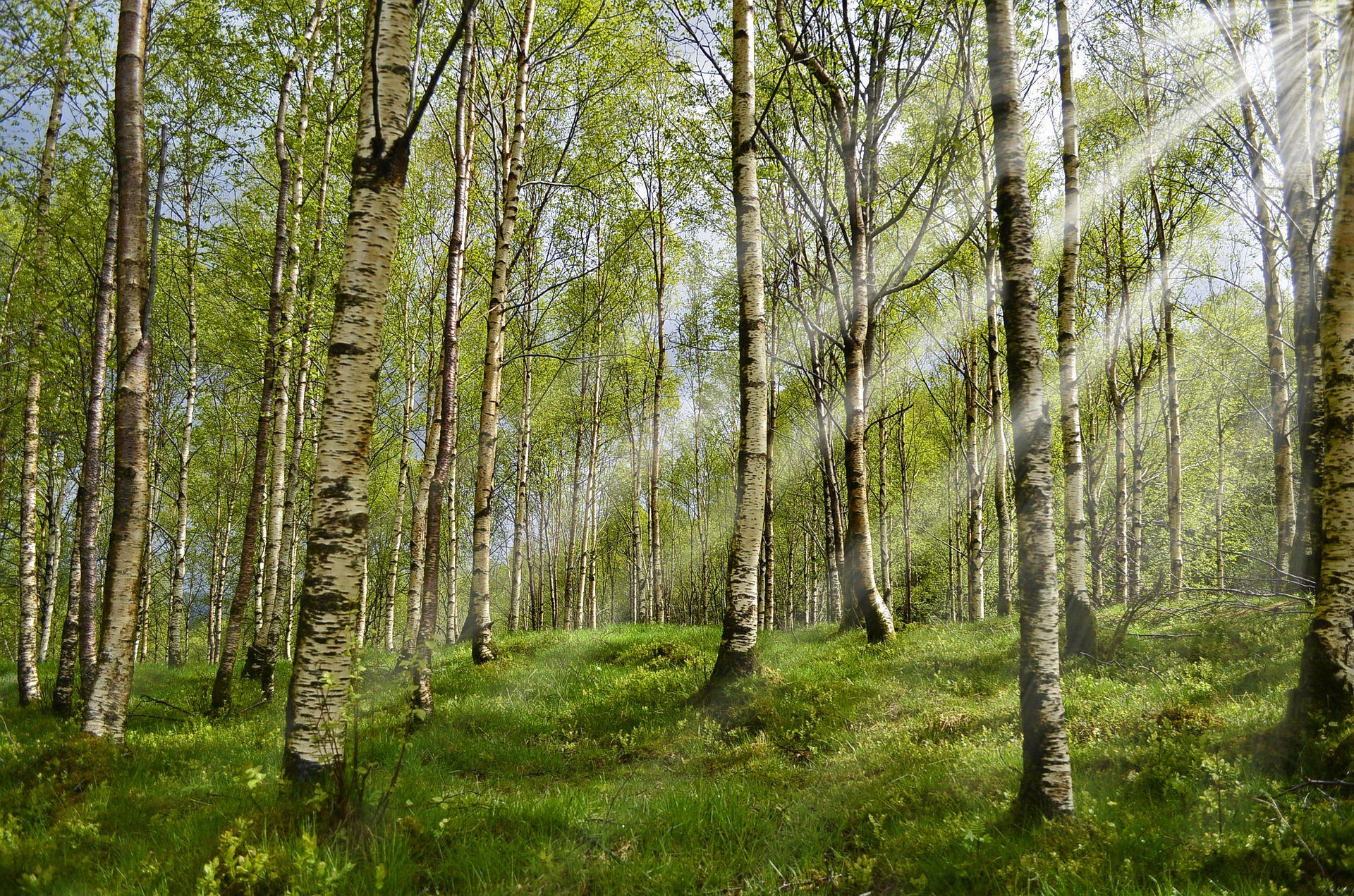 firewood forest